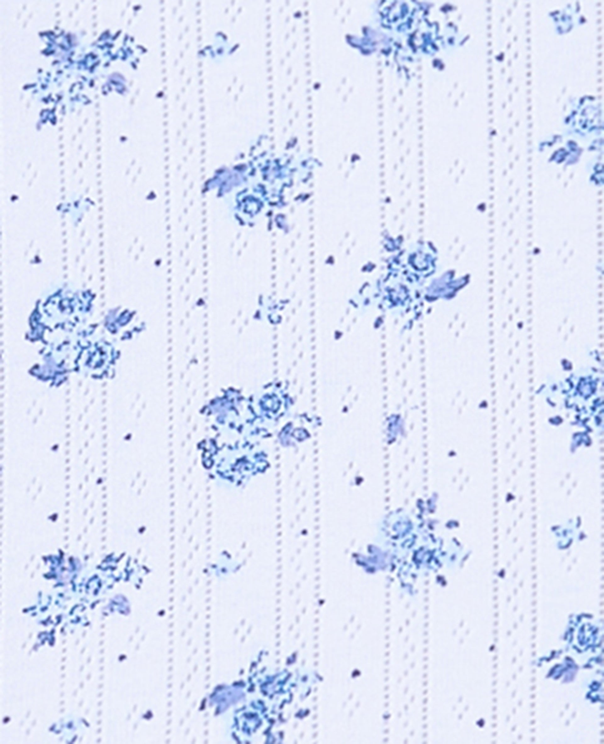 T-shirt boutonné en maille pointelle motif fleurs